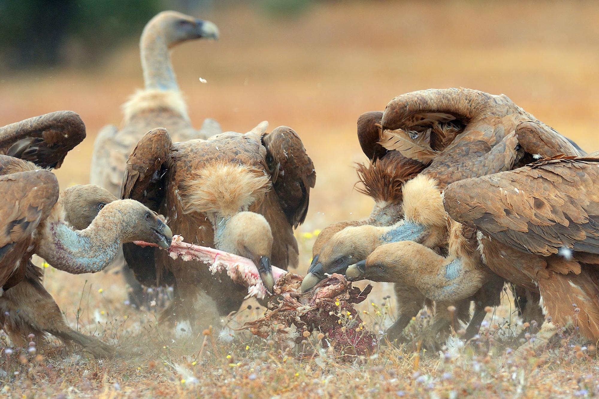 Buitre leonado rewilding
